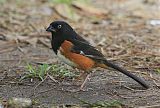 Eastern Towhee